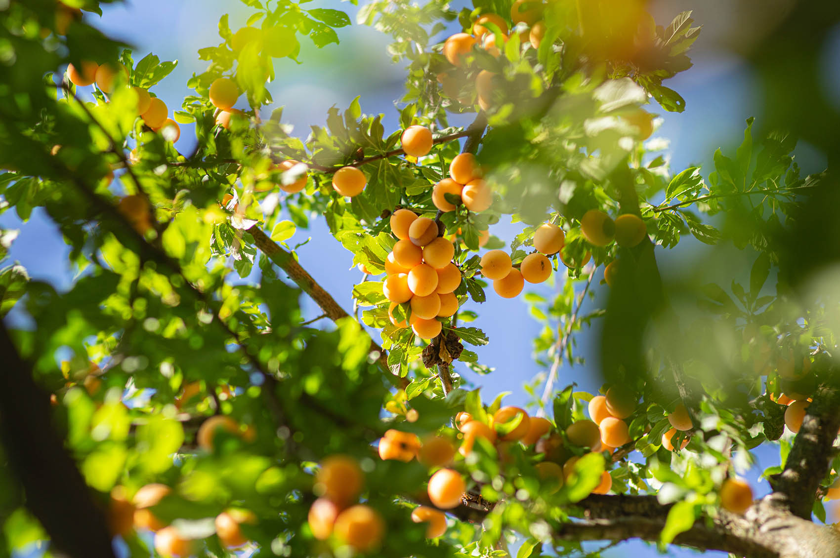 Orgie de fruits